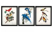 Load image into Gallery viewer, Framed Birds Wall Art
