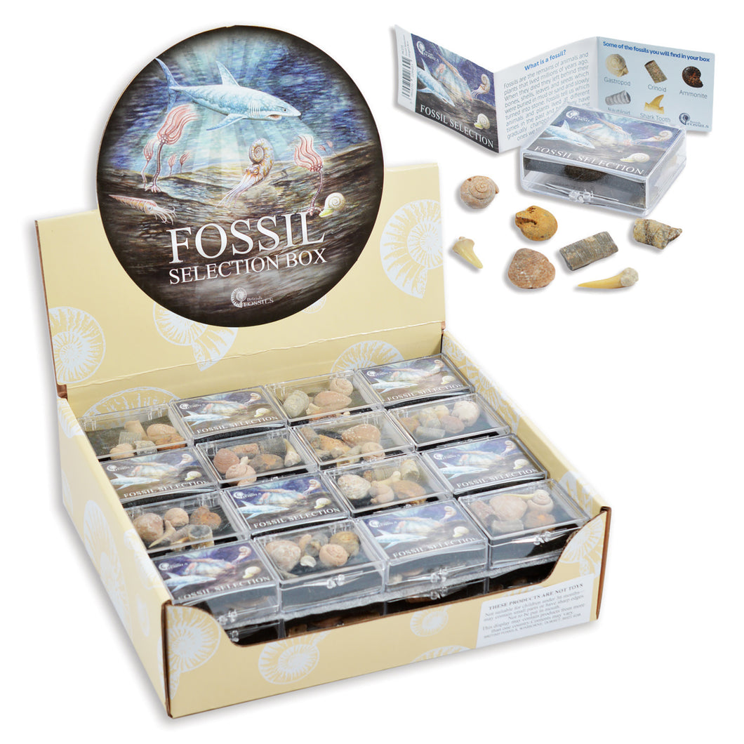 Fossil Selection Box