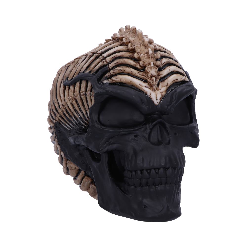 Spine Head Skull 18.5cm